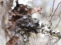 Tuckermanopsis platyphylla
