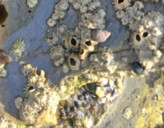 Balanomorpha