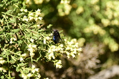 Copestylum violaceum