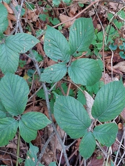 Rubus tereticaulis