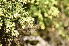 Copestylum violaceum