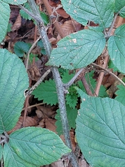 Rubus tereticaulis