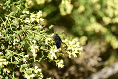 Copestylum violaceum