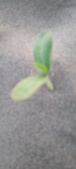 Ditaxis humilis
