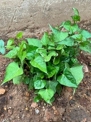 Phaseolus vulgaris