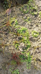 Riccia huebeneriana