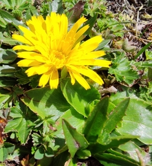 Hypochaeris sessiliflora