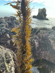 Egregia menziesii