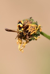 Euodynerus hidalgo viereckii