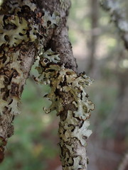 Tremella hypogymniae