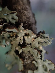 Tremella hypogymniae