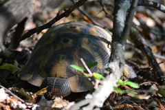 Testudo graeca ibera