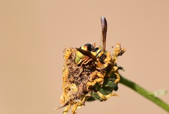 Euodynerus hidalgo viereckii