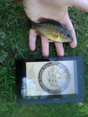 Lepomis gulosus