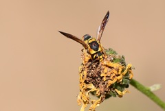 Euodynerus hidalgo viereckii