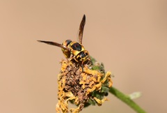 Euodynerus hidalgo viereckii