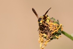 Euodynerus hidalgo viereckii