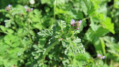 Verbena supina