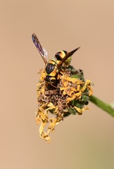 Euodynerus hidalgo viereckii