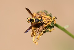 Euodynerus hidalgo viereckii