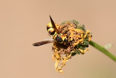 Euodynerus hidalgo viereckii
