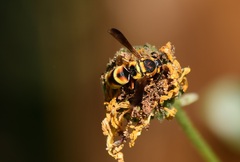 Euodynerus hidalgo viereckii