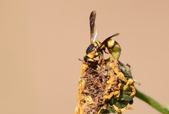 Euodynerus hidalgo viereckii