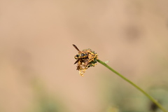 Euodynerus hidalgo viereckii
