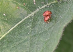 Sphaeroderma testaceum