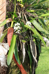 Prosthechea fragrans