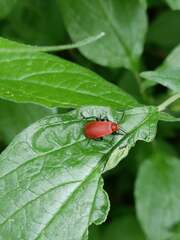 Pyrochroa serraticornis