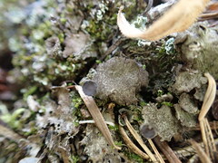 Peltigera venosa