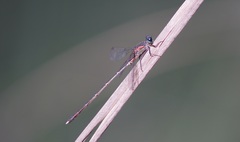 Chalcolestes parvidens