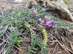 Astragalus tephrodes
