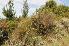 Pelargonium cordifolium
