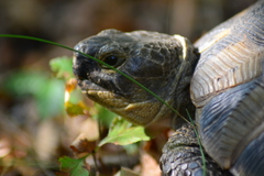 Testudo graeca ibera