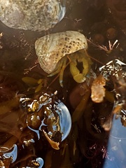 Pagurus samuelis
