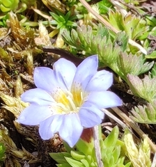 Gentiana sedifolia