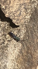 Auplopus architectus