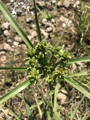Cyperus eragrostis