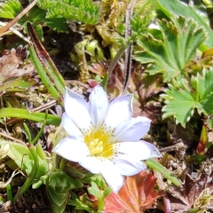 Gentiana sedifolia