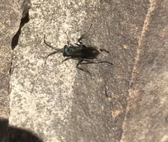 Auplopus architectus