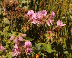 Pelargonium cordifolium