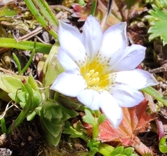 Gentiana sedifolia
