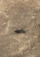 Auplopus architectus