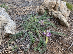 Astragalus tephrodes