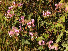Pelargonium cordifolium