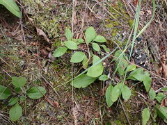 Antennaria racemosa