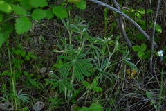 Lupinus sericeus