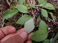 Antennaria racemosa